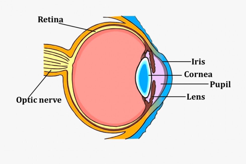 Partes del ojo