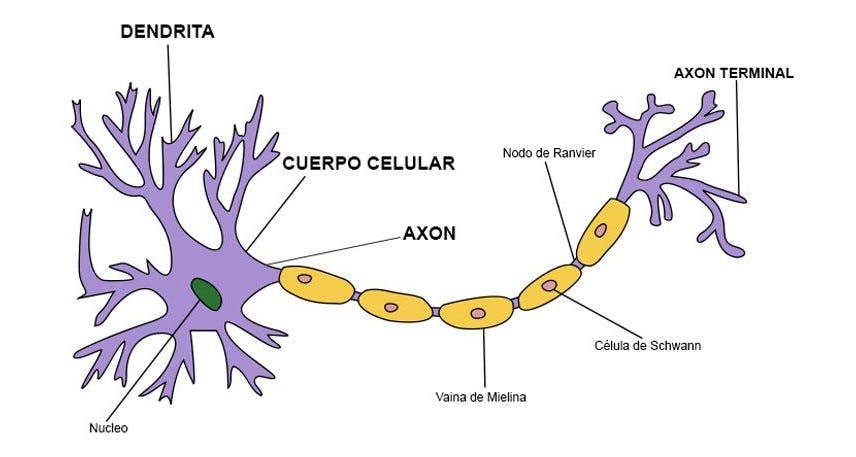 Anatomía neuronal